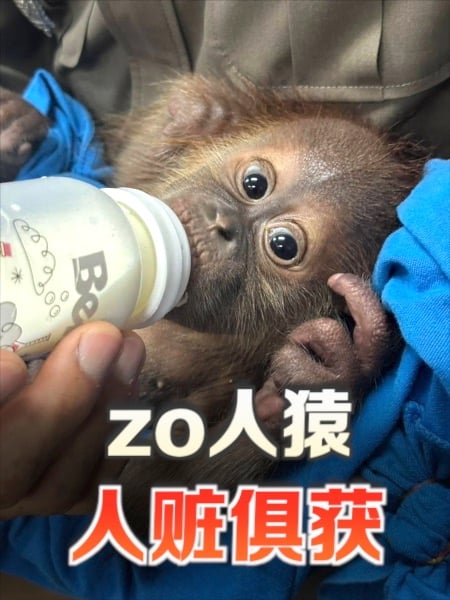 为小人猿穿尿布、带奶瓶 泰国私运动物嫌犯被捕