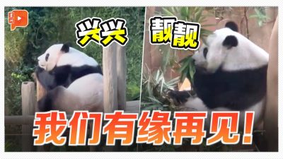 旅马熊猫兴兴、靓靓“下班” 明早启程返中国