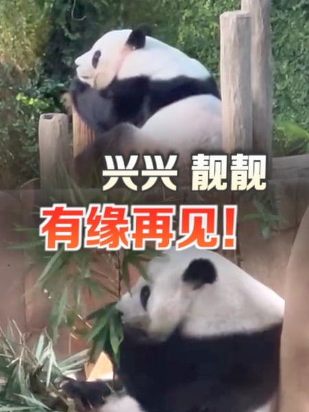 旅马熊猫兴兴、靓靓“下班” 明早启程返中国