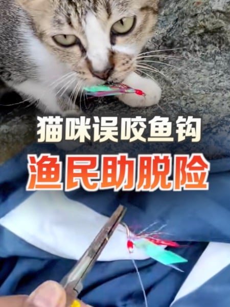 猫咪误咬鱼钩 渔民助脱险