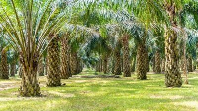 棕油价居高不下  种植公司首季财报料亮眼