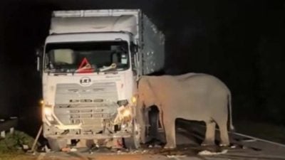 专家：避免小象撞毙悲剧重演 泛道路线纳入动物专道
