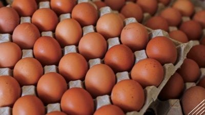 阿米佔：取消補貼仍受監控 雞蛋價格不會飆漲