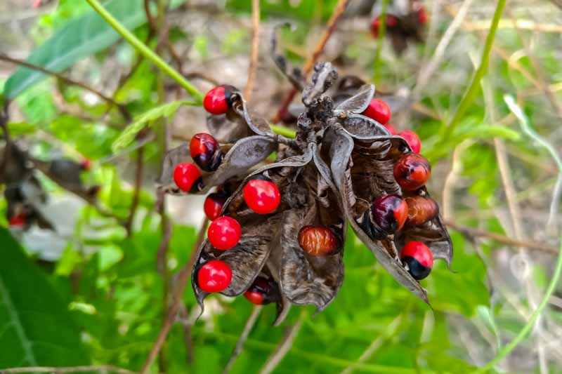 7种艳丽植物藏剧毒 小小相思豆误食或丢命