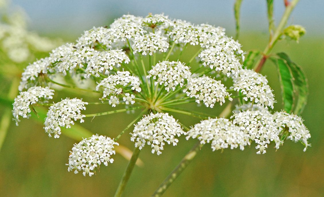 7种艳丽植物藏剧毒 小小相思豆误食或丢命
