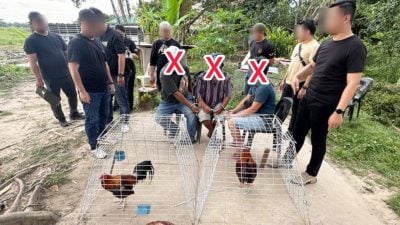空地斗鸡赌博 3外籍男落网 起获4活鸡2死鸡