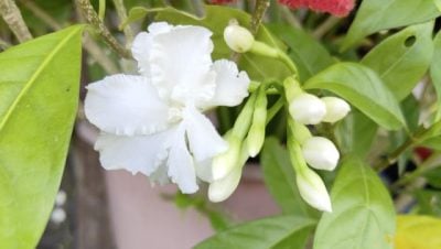 【重拾新村生活法】黄秀仪／被狗咬了就找狗牙花
