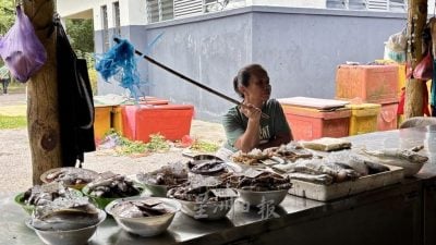 蔓延三马连达迈山都望   苍蝇“包围”文丹旅游区