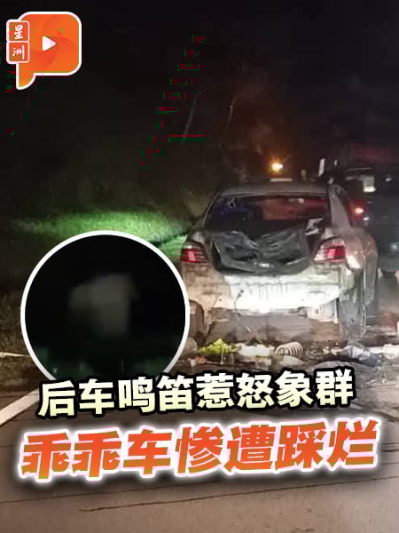 后车鸣笛惹怒象群 乖乖车惨遭踩烂