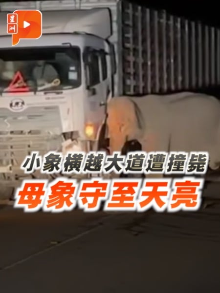 小象横越大道遭撞毙 母象守至天亮