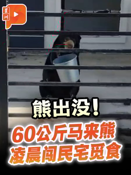 60公斤马来熊凌晨闯民宅 疑为逃跑宠物