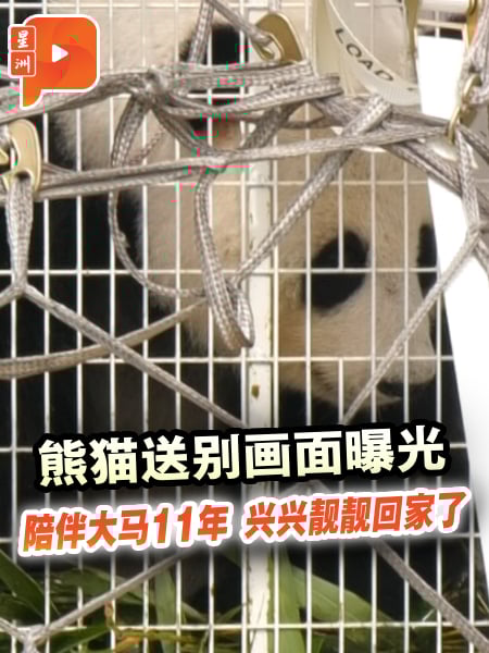 兴兴与靓靓返华 大马熊猫保育阶段性落幕