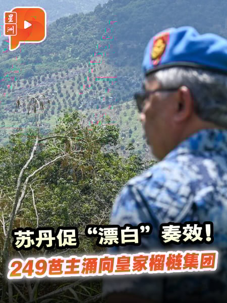 苏丹促“漂白”奏效！249芭主涌向皇家榴梿集团