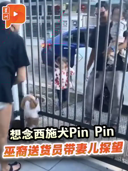 想念西施犬Pin Pin 巫裔送货员带妻儿探望