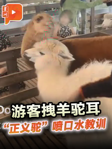 女游客粗鲁拽羊驼耳 “正义驼”喷口水教训