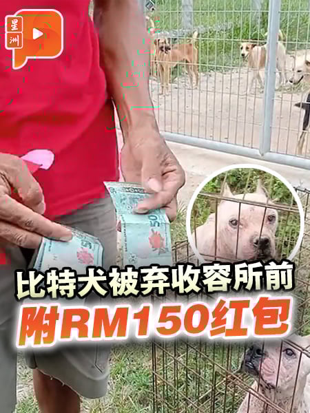 比特犬被弃收容所前 附RM150红包
