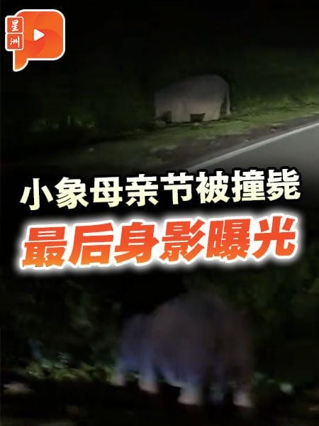 小象被撞死 最后身影曝光 母子路旁玩耍 