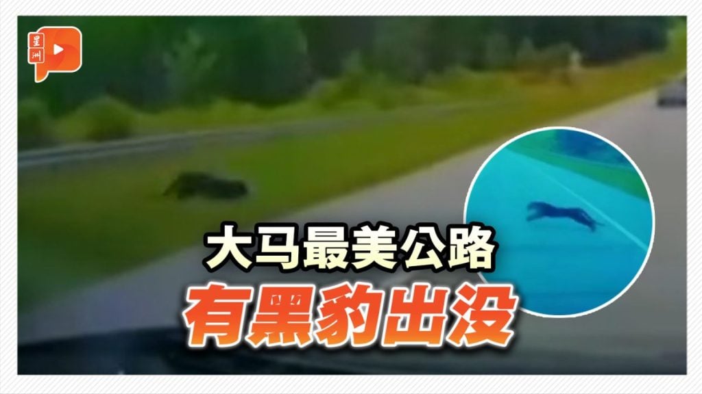 大马最美公路 有黑豹出没