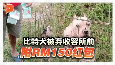 比特犬被弃收容所前 附RM150红包