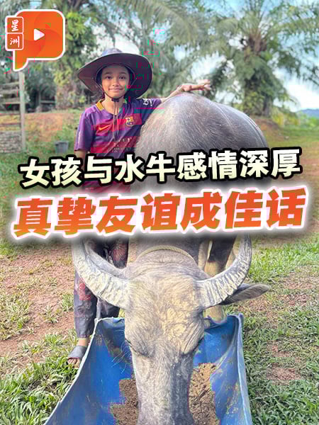 女孩与水牛感情深厚 真挚友谊成佳话