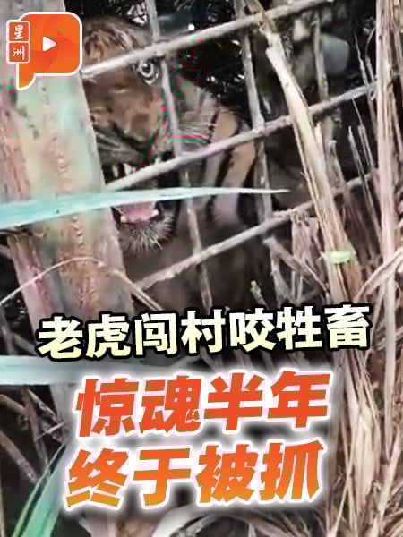 老虎闯村咬牲畜 惊魂半年终于被抓