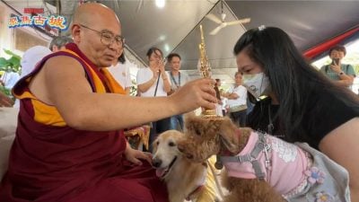 视频 | 宠物祈福加持仪式 体现佛教“众生平等”精神