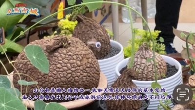视频 | “懒人绿植”可爱又疗愈 为人们带来一抹松弛感！