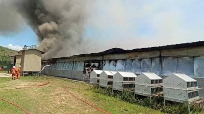 养鸡场火灾 2万鸡烧死