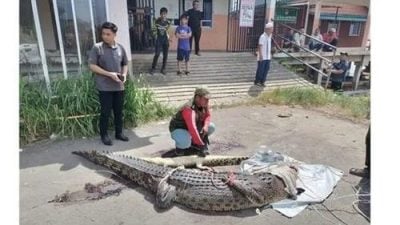 鳄鱼现身威斯顿河　沙巴野生动物局成功捕获3条鳄鱼