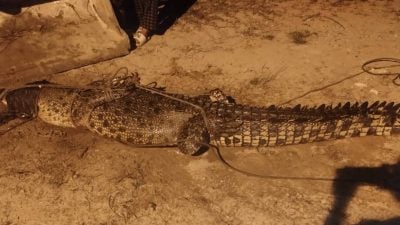 男子湖边捕鱼遭鳄鱼袭击　家人及时相救逃过一劫