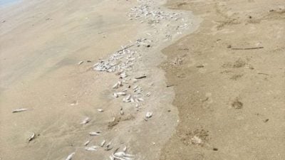 渔业局确认非红潮毒物引起 . 遮鲁东海滩 鱼类搁浅