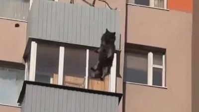 ​气温狂飙30度！狗狗被主人关阳台 “热到跳窗”从15楼坠下惨死