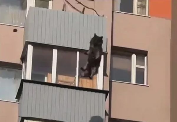 ​气温狂飙30度！狗狗被主人关阳台　“热到跳窗”从15楼坠下惨死