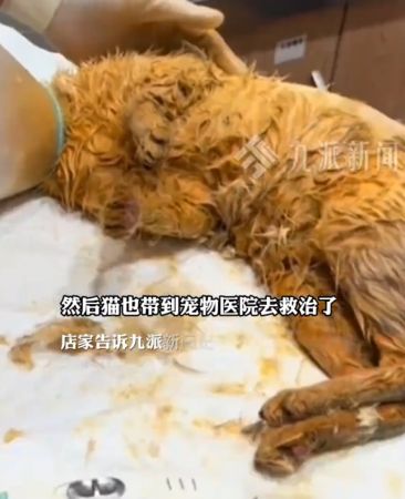 “猫从天降”掉入火锅  9顾客被烫伤 猫咪伤重待治疗