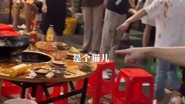 “猫从天降”掉入火锅  9顾客烫伤 猫咪重伤入院