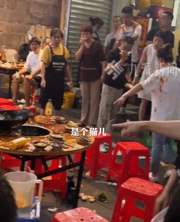“猫从天降”掉入火锅  9顾客被烫伤 猫咪伤重待治疗
