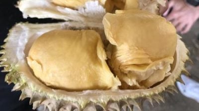 江沙日益受游客欢迎  善用榴梿季节引客来
