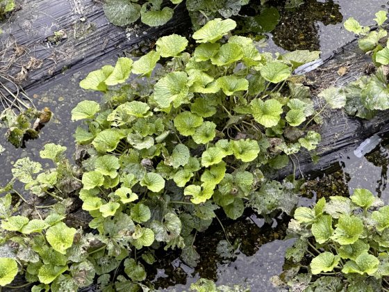【日本】长野县／探索不一样的慢活风景