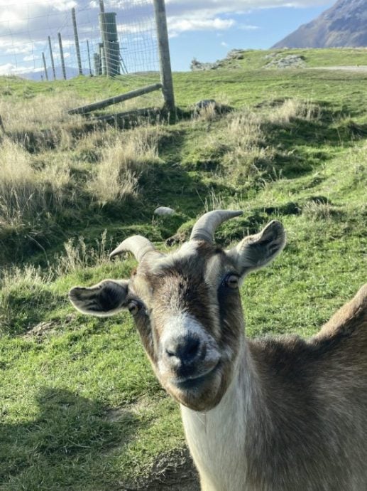 【纽西兰】皇后镇──地球南端的辣妹子
