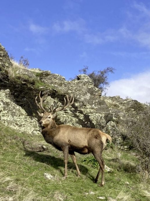 【纽西兰】皇后镇──地球南端的辣妹子