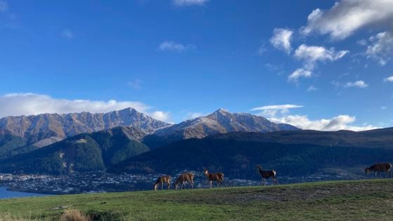 【纽西兰】皇后镇──地球南端的辣妹子