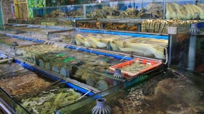 不敌关税冲击！象拔蚌成中美贸易战牺牲品