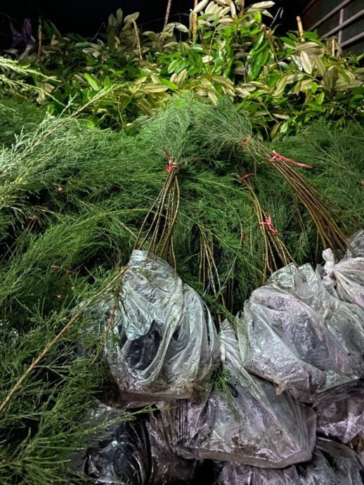 东（已签）:警察普通行动部队周日在3起行动中，起获近1万棵从泰国走私入境的花、果树苗。
