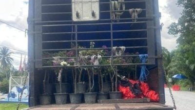 3行动起近万棵值177万 4男走私果树被捕
