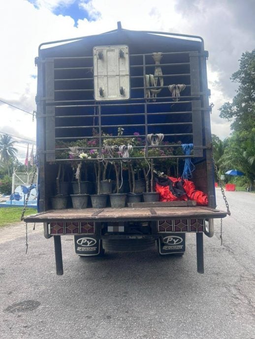 东(已签):警察普通行动部队周日在3起行动中,起获近1万棵从泰国走私入境的花、果树苗。