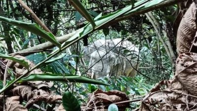 出动捕象特遣队监控 2象破坏农作物被捕获