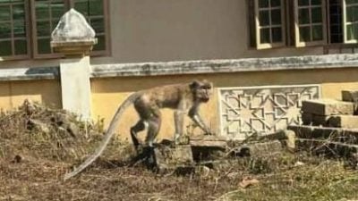 瓜拉吉赖接连发生野猴伤人案