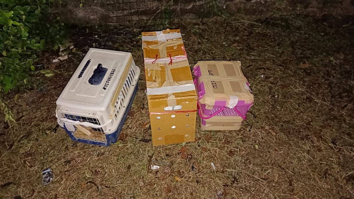 东（已签）：警方在道北县彭加兰古堡破获野生动物走私案