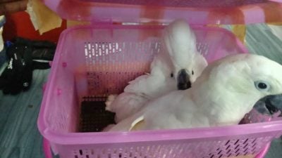 “獠牙行动”破野生动物走私案 起3珍稀凤头鹦鹉 1白孔雀
