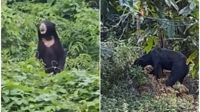 馬來熊頻出沒威脅安全  村民日常活動受影響